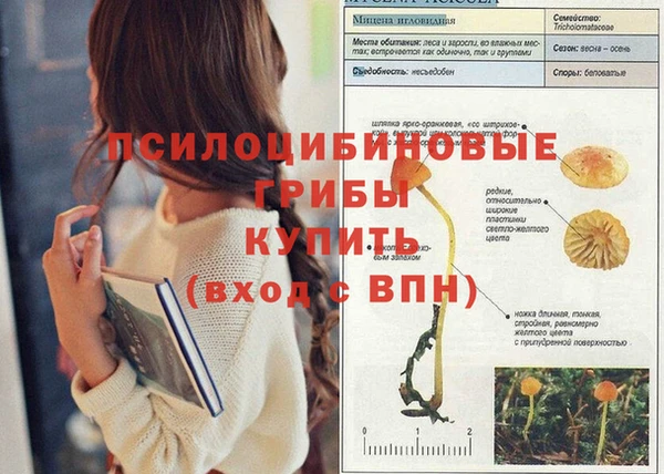 стаф Вязники